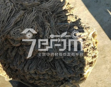 岷县药材市场102元/kg成交的当归个子