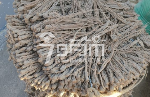 岷县药材市场95元/kg成交的当归个子