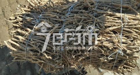 岷县药材市场13元/kg成交的黄芪节春芪