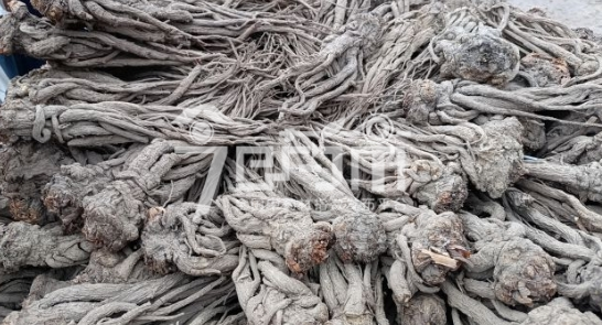 岷县药材市场售价125元/kg，给价122元/kg的当归个子