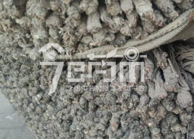 岷县药材市场48.5元/kg成交的当归个子