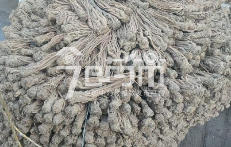 岷县药材市场48元/kg成交的当归个子