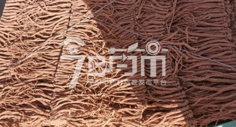 首阳中药材市场114元/kg成交的党参(皮色红)