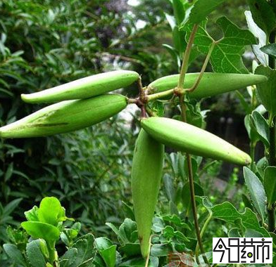 隔山消成熟图片