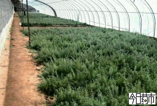 枸杞种苗图片