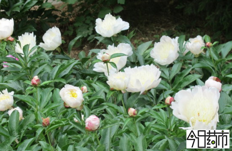 白芍图片