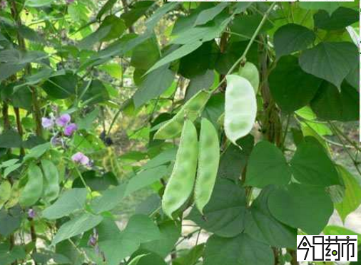 白扁豆植物图片