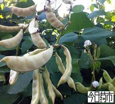 白扁豆果实成熟期图片