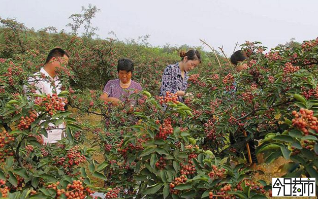 花椒种植基地图片