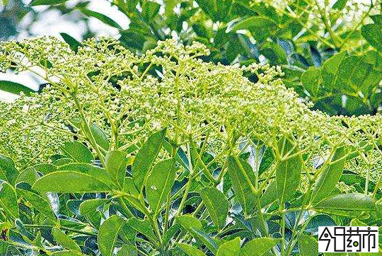 花椒5月花期图片