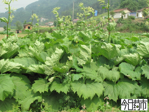 掌叶大黄植物图片