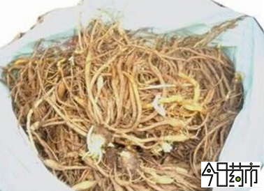 黄花菜图片