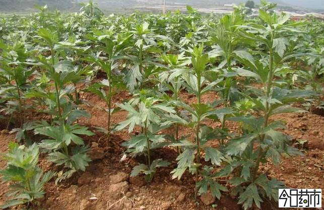 附子种植图片