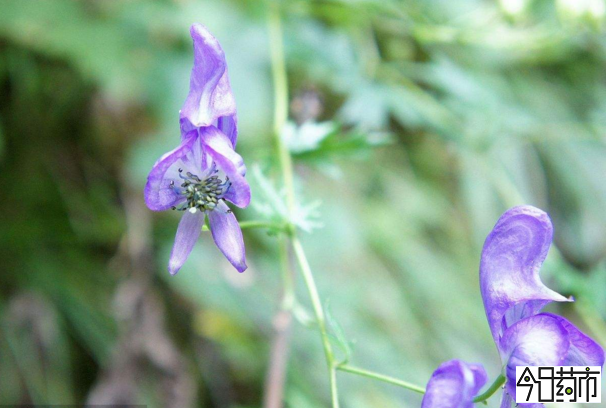 附子花期图片