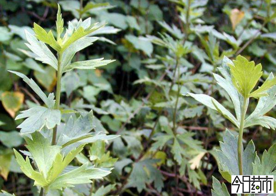 附子种植图片