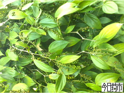 胡椒果实期图片(未成熟)