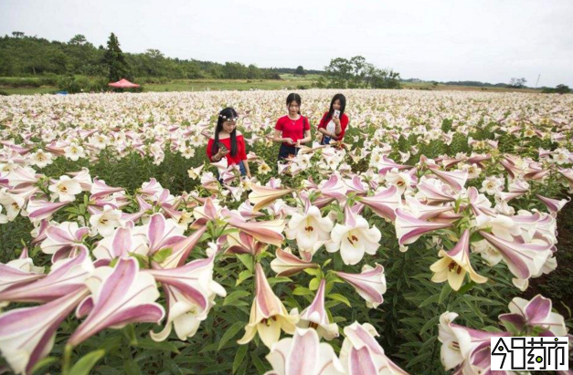 百合6月花期图片