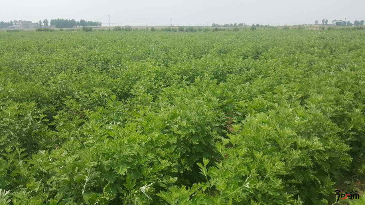 中药材种植基地图片